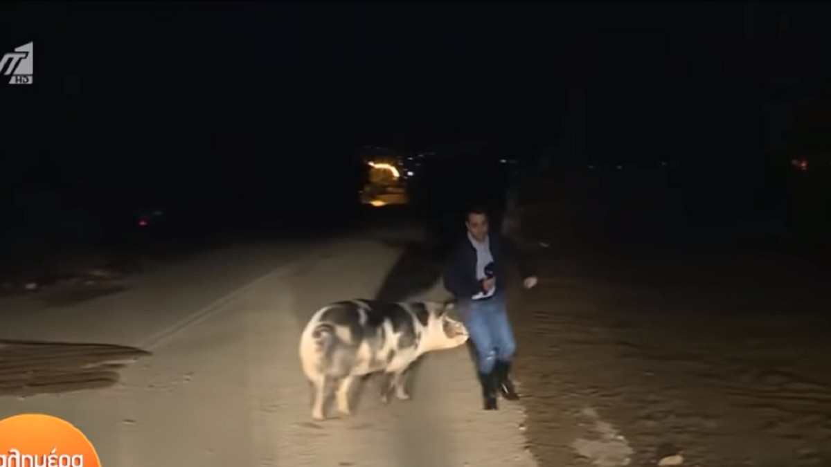 Журналіста під час прямого ефіру атакувала свиня: епічне відео - фото 1