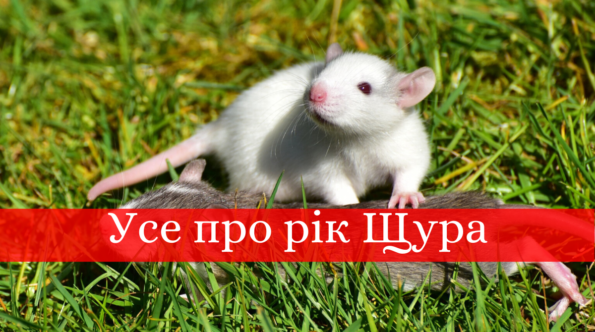 Пацюк – символ 2020 року - фото 1