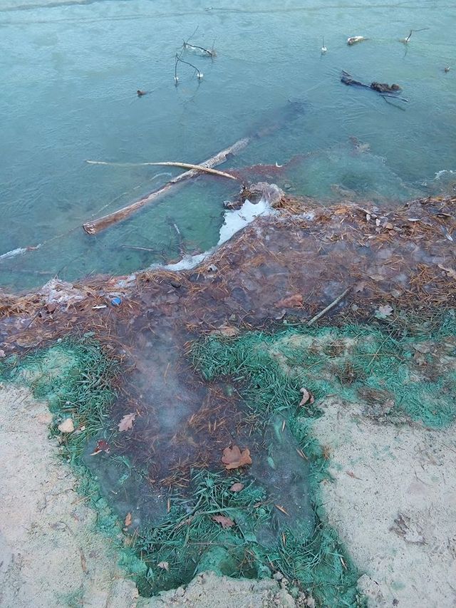 Біля Києва позеленіло озеро: вражаючі фото - фото 370498