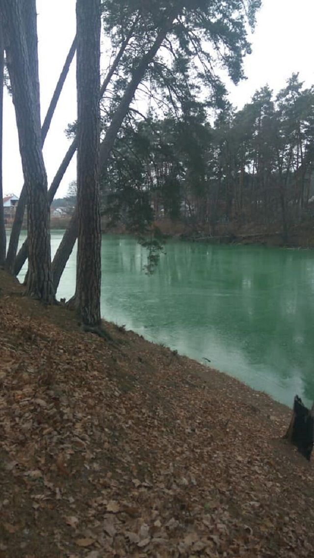 Біля Києва позеленіло озеро: вражаючі фото - фото 370499