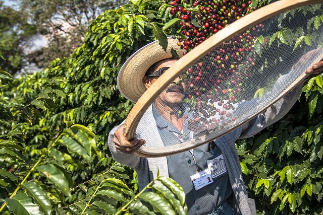 У світі скоротилися запаси кави - фото 370803