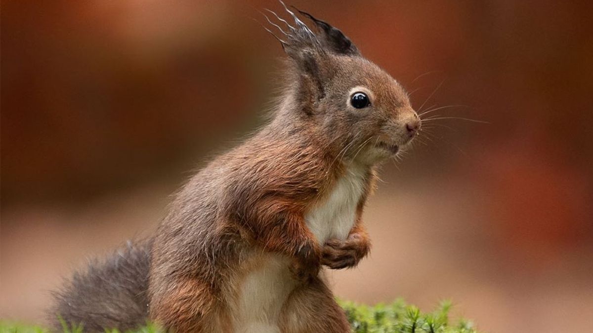 Ідеальне фото білки - фото 1