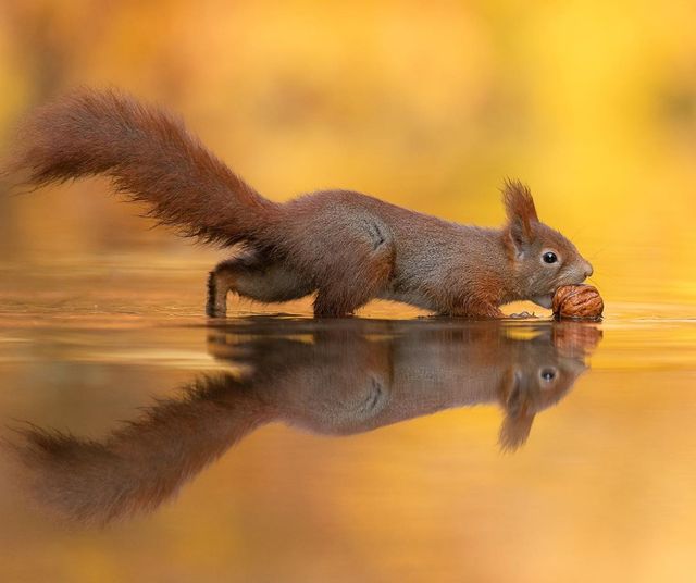 Чоловік провів весь день на озері, щоб зробити ідеальне фото білки, і у нього вийшло - фото 370833