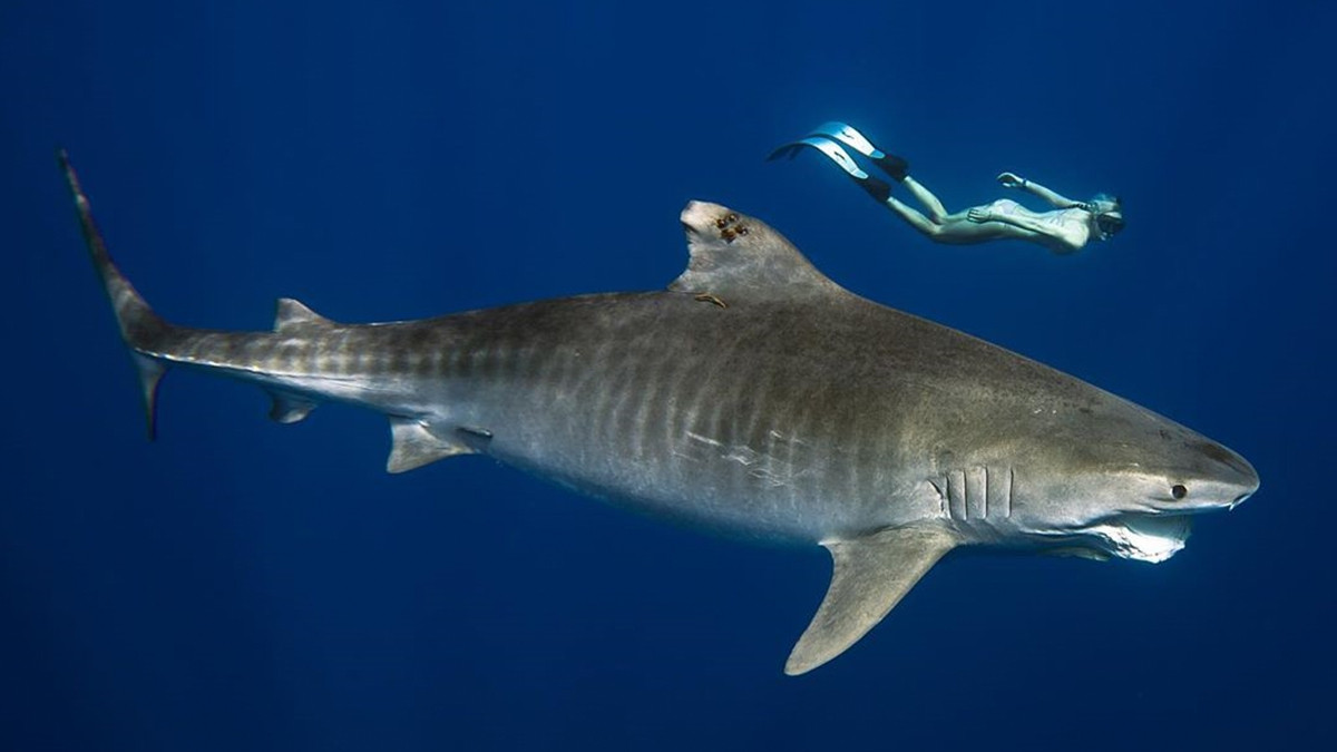 Дайверка, яка плавала з акулою-людожером, розбурхала мережу: відео не для слабкодухих - фото 1