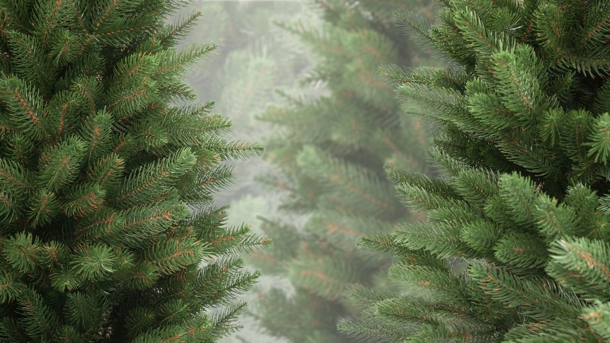 Ірландська поліція буде з повітря охороняти  ялинки від незаконної вирубки - фото 1