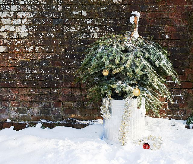 Ірландська поліція буде з повітря охоронятиялинки від незаконної вирубки - фото 371207