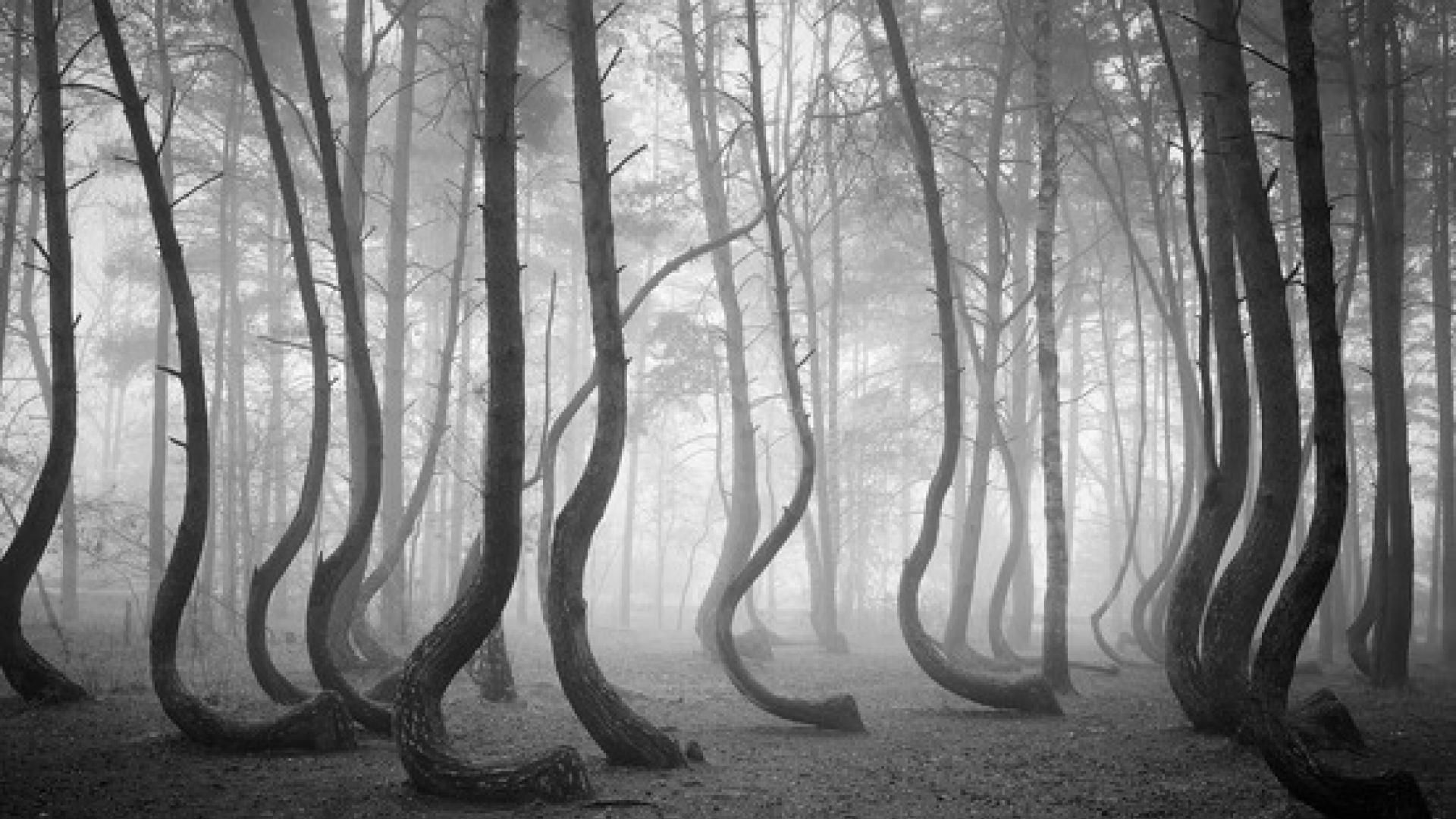 Мальовничі ліси - фото 1