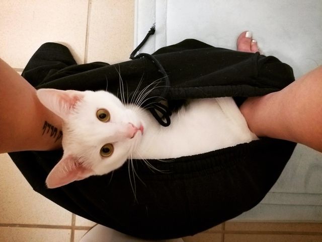 Особливості реального життя з котами в епічних фото - фото 371321