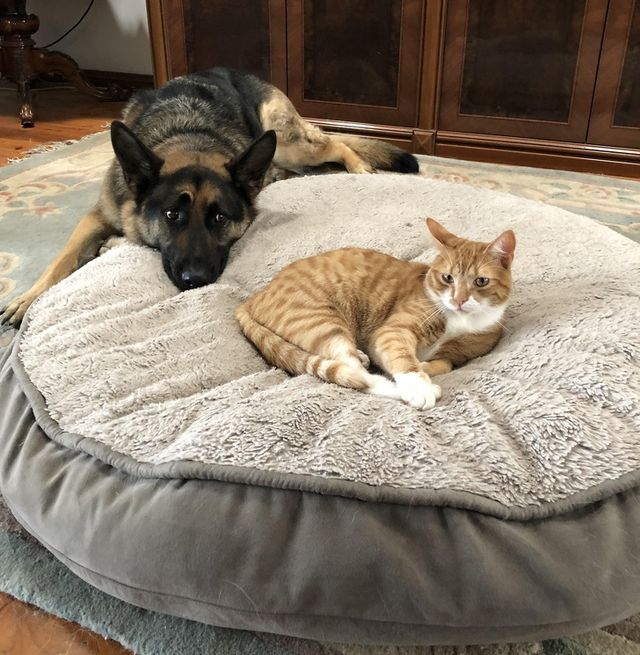 Особливості реального життя з котами в епічних фото - фото 371323