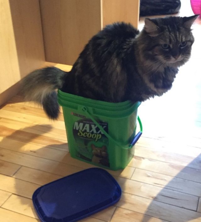 Особливості реального життя з котами в епічних фото - фото 371325