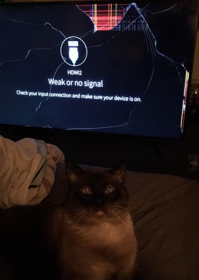 Особливості реального життя з котами в епічних фото - фото 371329