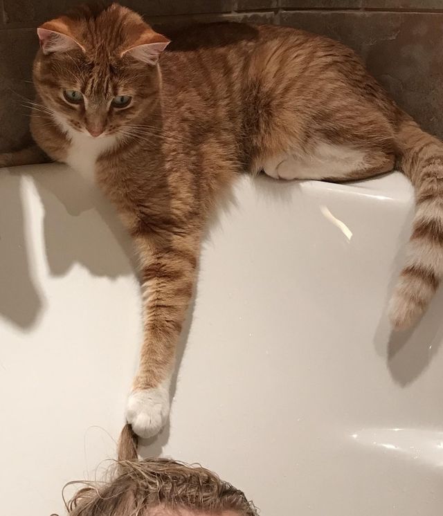 Особливості реального життя з котами в епічних фото - фото 371331