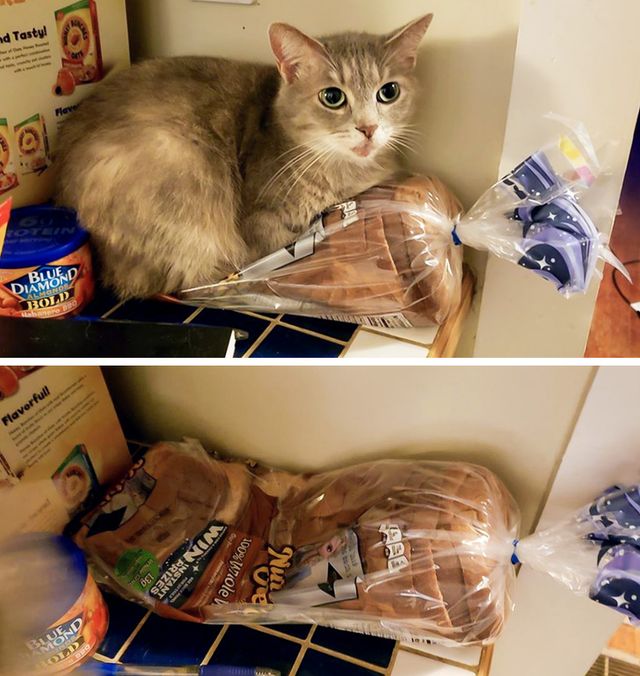 Особливості реального життя з котами в епічних фото - фото 371332