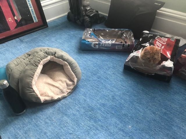 Особливості реального життя з котами в епічних фото - фото 371333