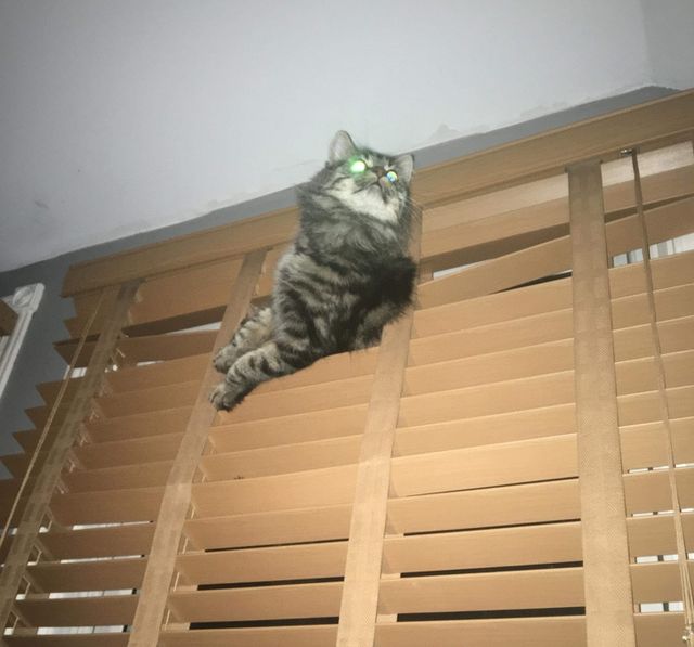 Особливості реального життя з котами в епічних фото - фото 371335