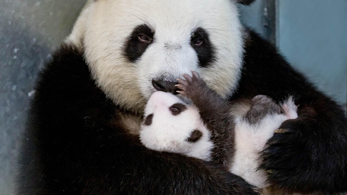 Дитинчатам панди уже 2 місяці - фото 1
