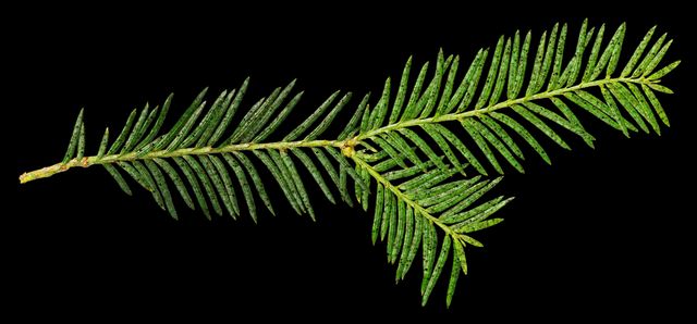 15 грудня 2019 – яке сьогодні свято: традиції, заборони і прикмети - фото 371542