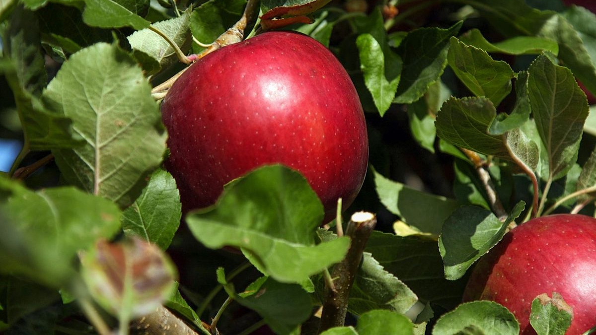 У США вивели сорт яблук Cosmic Crisp - фото 1