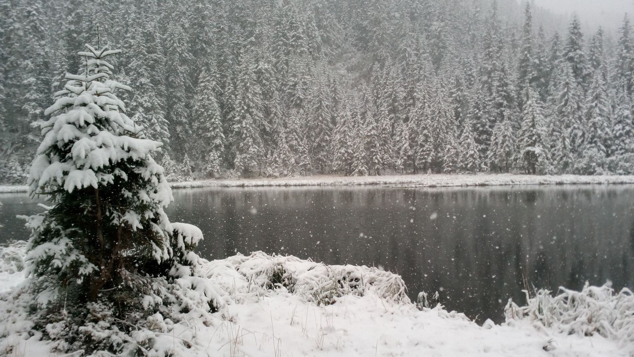 Мережу підкорило фото засніжених Карпат