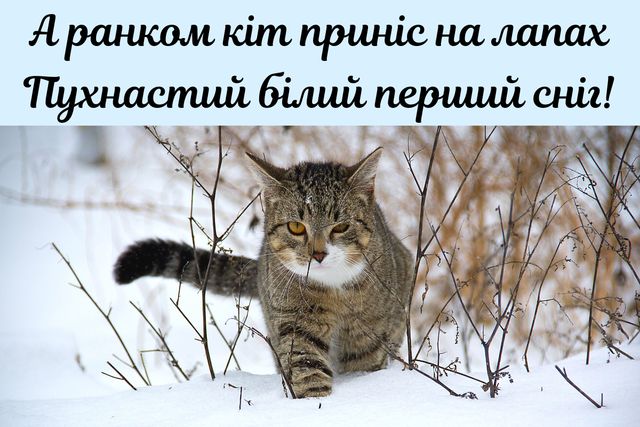 З першим снігом! Вітальні картинки, листівки і фото з початком зими - фото 371850