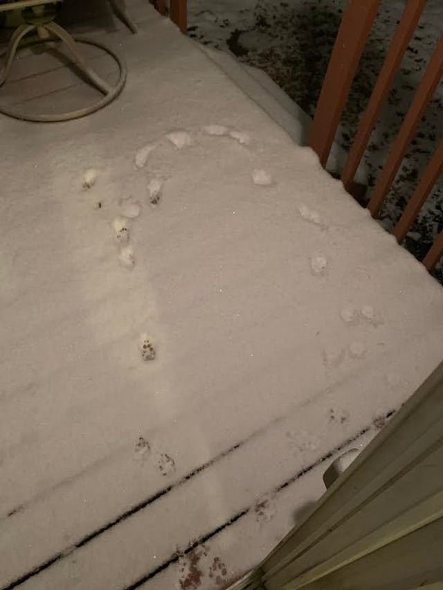 Емоції тварин, які вперше побачили сніг: епічні фото - фото 372293