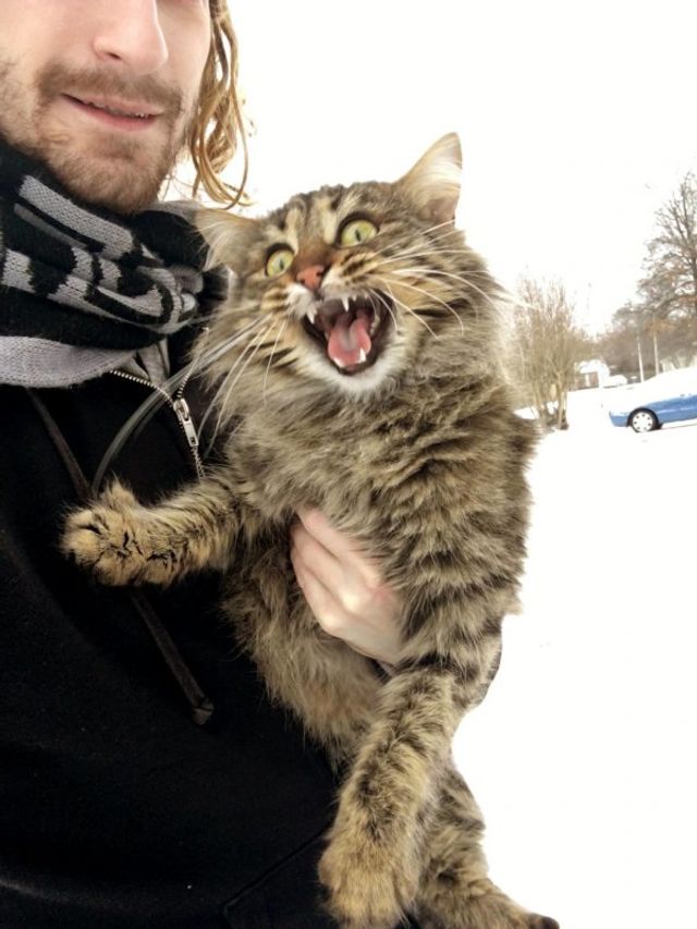 Емоції тварин, які вперше побачили сніг: епічні фото - фото 372295