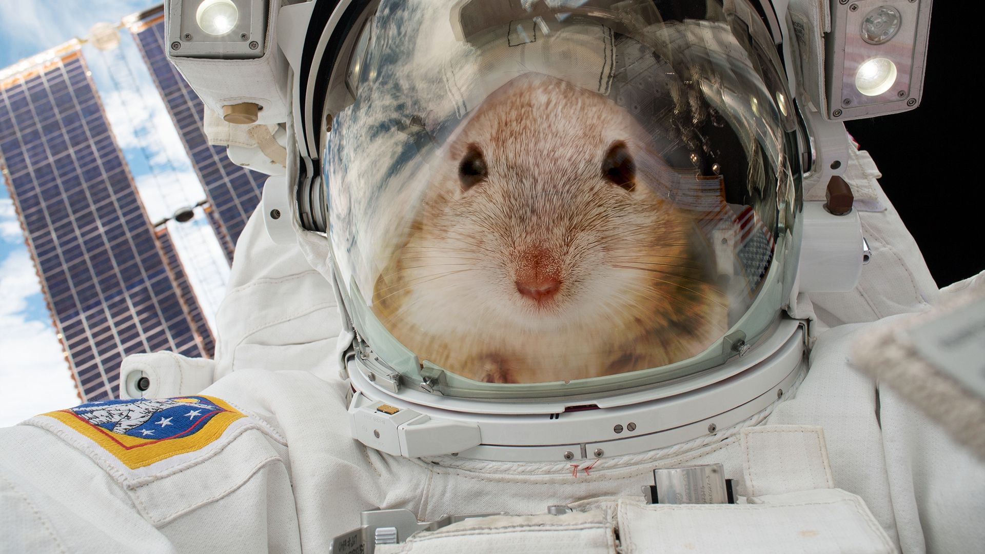 SpaceX відправить у космос "могутню" мишу