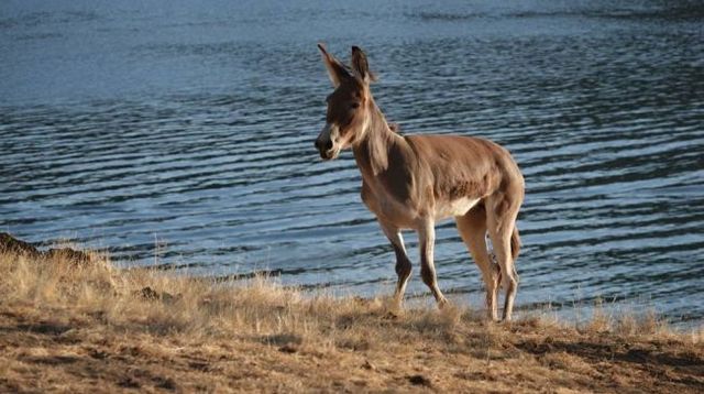 Іспанці запропонували Греті Тунберг дістатися на віслюку з Лісабона в Мадрид - фото 372424