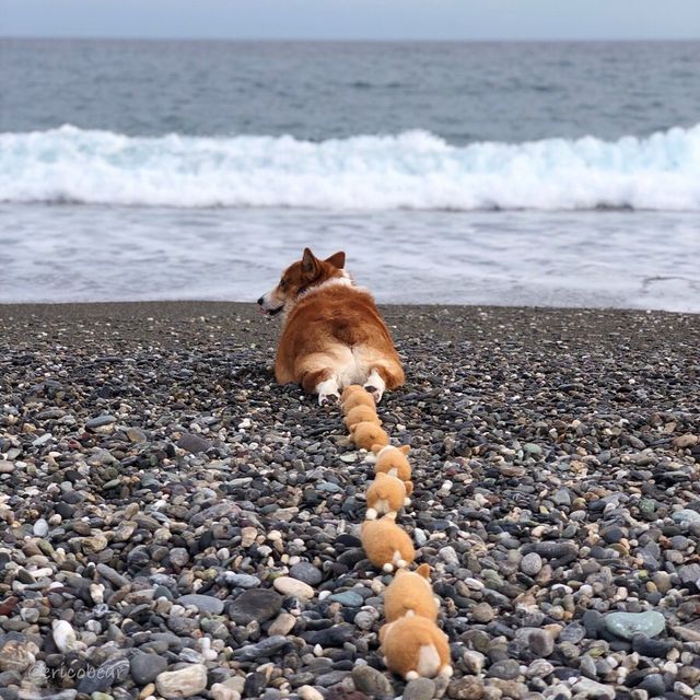 Цей пес коргі став зіркою мережі, змусивши посміхатися мільйони: кумедні фото - фото 372516