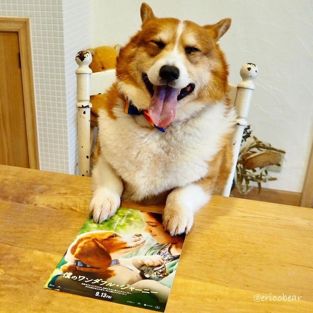 Цей пес коргі став зіркою мережі, змусивши посміхатися мільйони: кумедні фото - фото 372518