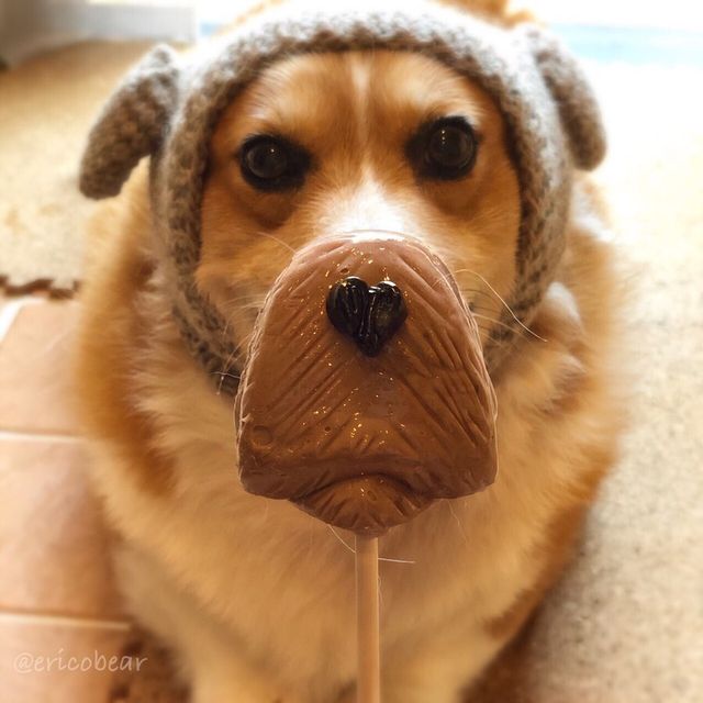 Цей пес коргі став зіркою мережі, змусивши посміхатися мільйони: кумедні фото - фото 372519