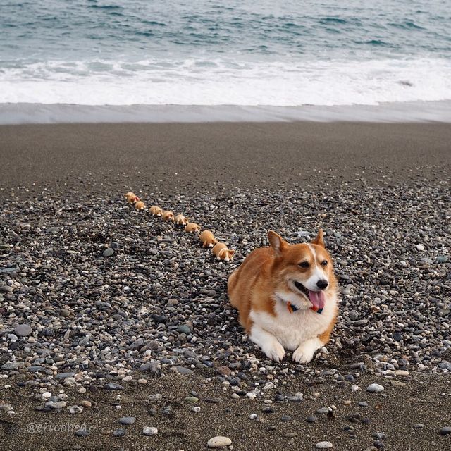 Цей пес коргі став зіркою мережі, змусивши посміхатися мільйони: кумедні фото - фото 372520