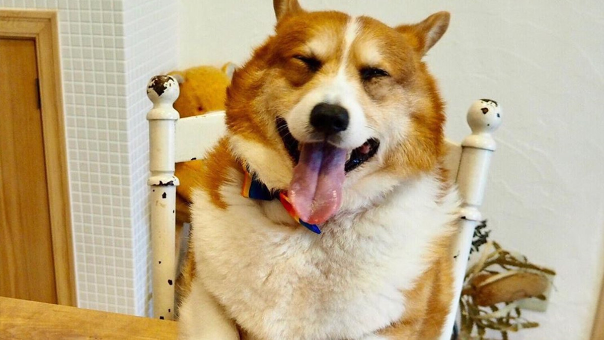 Цей пес коргі став зіркою мережі, змусивши посміхатися мільйони: кумедні фото - фото 1