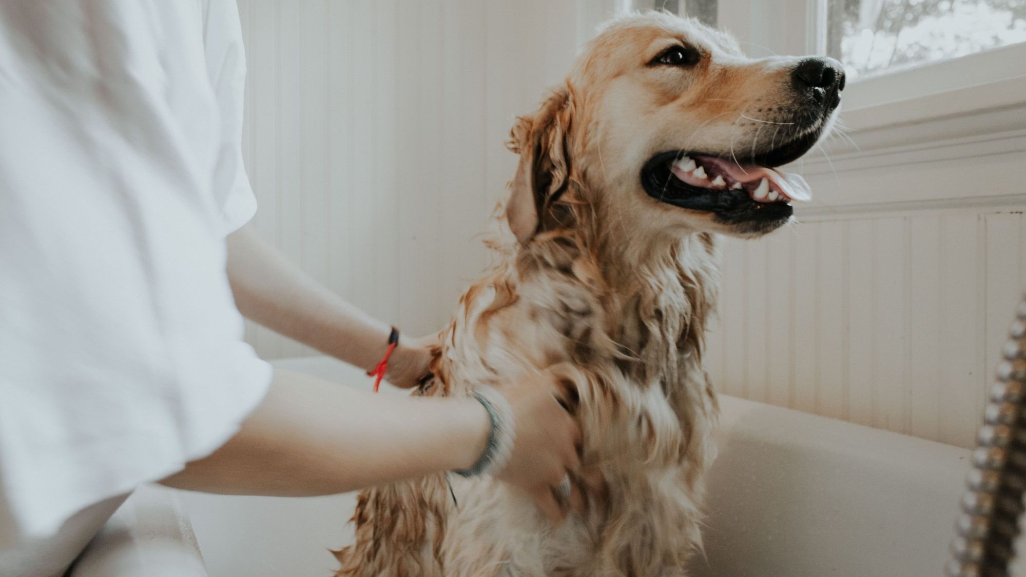 Собаки - фото 1