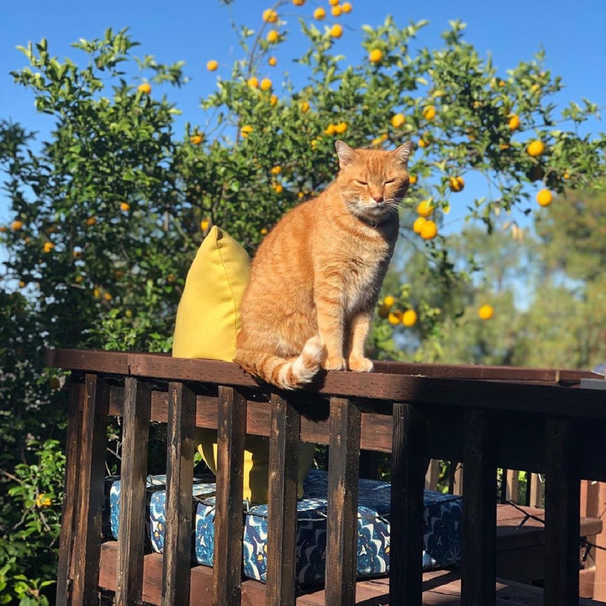 Балакучий кіт вразив мережу - фото 1