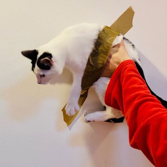 Користувачі мережі висміяли інсталяцію з бананом і скотчем у кумедних мемах - фото 373099