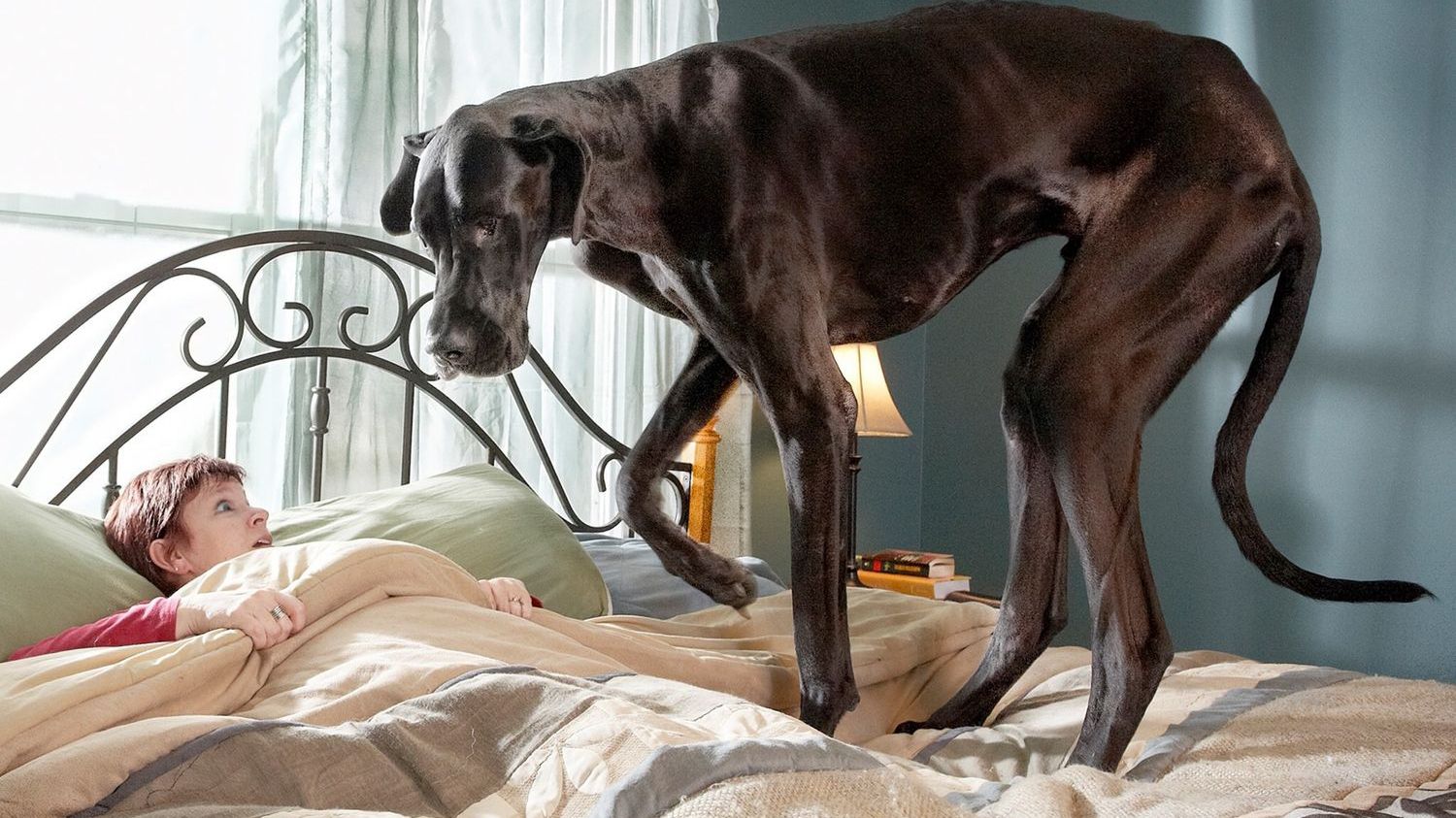 Знайдено найвищого собаку в світі: приголомшливі фото