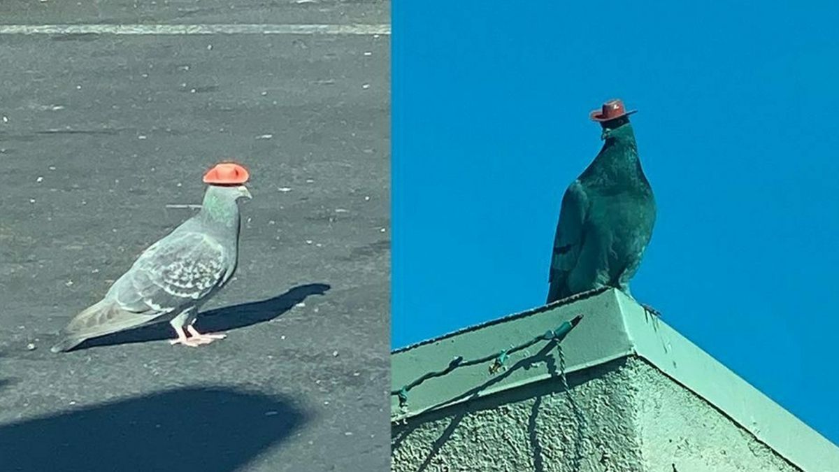 У Лас-Вегасі хтось одягає на голубів маленькі ковбойські капелюхи: курйозні кадри