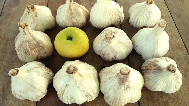 Як позбутися часникового запаху з рота - фото 373496