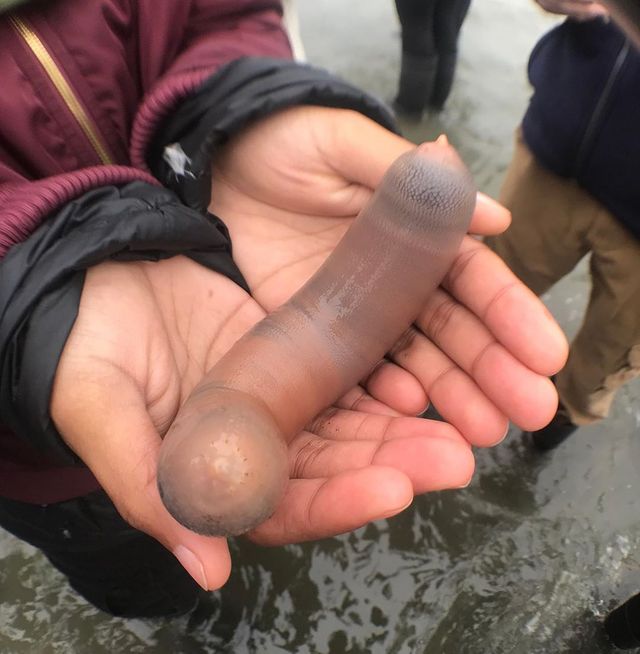 Пляжі Каліфорнії заполонили черв'яки: вони похожі на пеніси - фото 374017