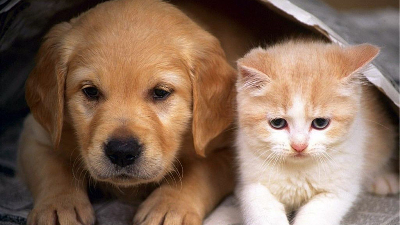 Мережу підкорило веселе відео з прихованої камери, на якому метушаться домашні улюбленці