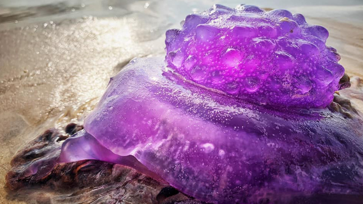 На пляжі в Австралії знайшли рідкісну медузу фіолетового кольору: фотофакт - фото 1