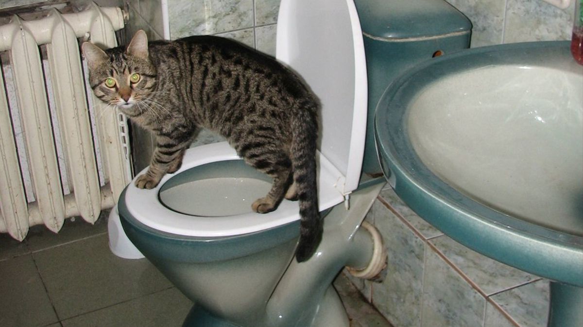 Представлено концепт унітазу, на якому важко всидіти більше як 5 хвилин: фото