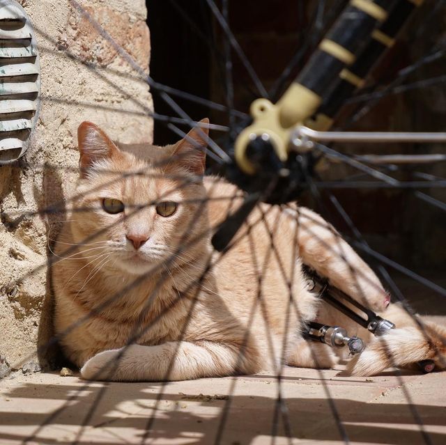 Цей кіт став зіркою мережі завдяки своїй особливості - фото 374851