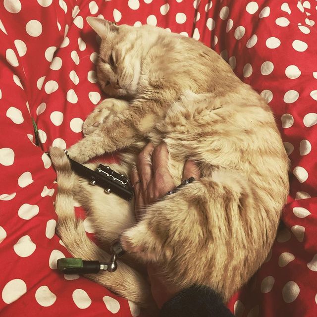 Цей кіт став зіркою мережі завдяки своїй особливості - фото 374854