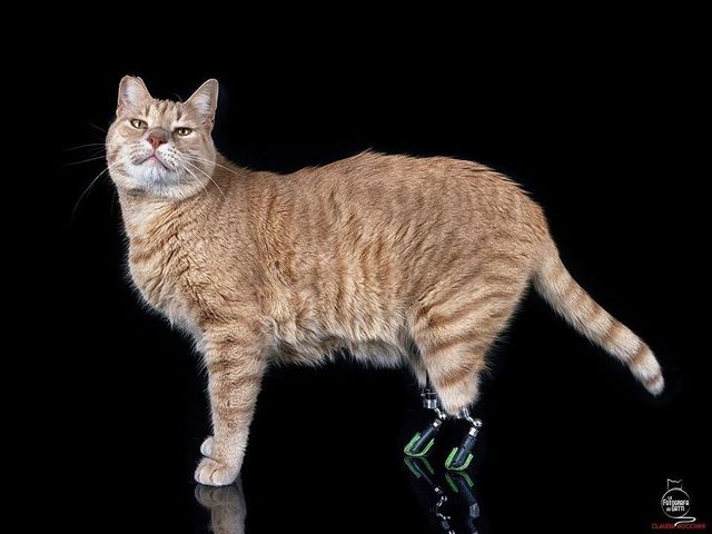 Цей кіт став зіркою мережі завдяки своїй особливості - фото 374855