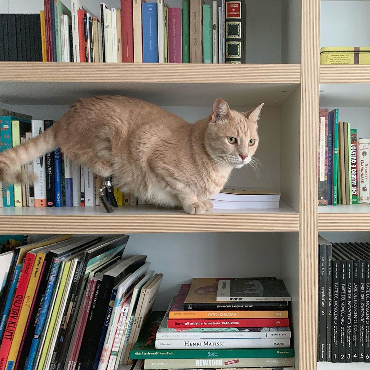 Цей кіт став зіркою мережі завдяки своїй особливості