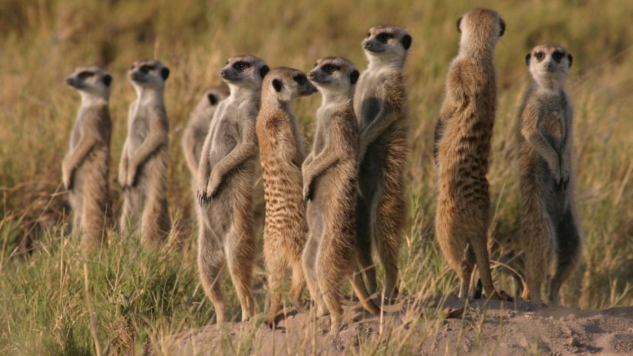 Науковці показали на відео бойові танці сурикатів