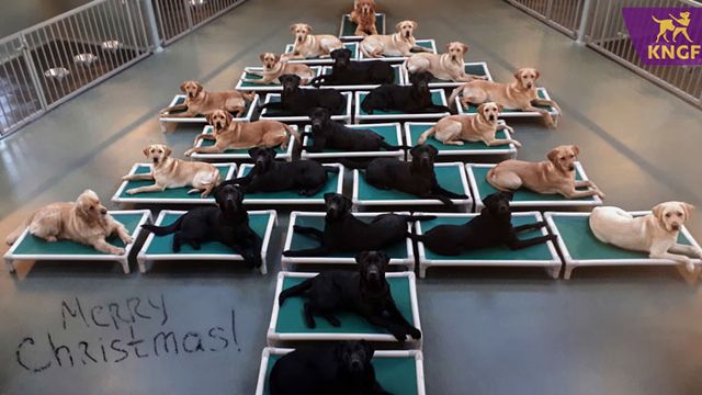 KNGFgeleidehonden - фото 375241