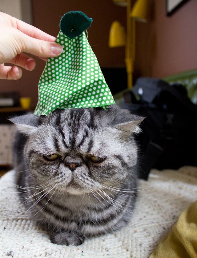 Епічні фото домашніх улюбленців, які не у захваті від свят - фото 375317